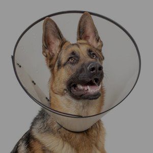 Basic E-Collar Dog Collar